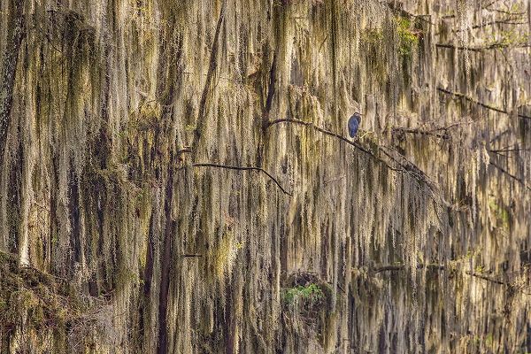 Jones, Adam 아티스트의 Bald cypress trees draped in Spanish moss and Great blue heron Caddo Lake-Uncertain-Texas작품입니다.